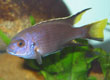 Pseudotropheus acei 'Tanzania'