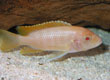 Metriaclima zebra "albino" - female
