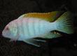 Metriaclima zebra "albino"