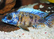 Aulonocara sp. "OB" marble peacock