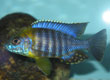 Aulonocara saulosi "Metallic Green face"