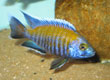 Aulonocara walteri