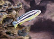 Melanochromis auratus