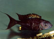 Ophthalmotilapia ventralis "Boops"