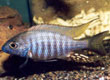 Aulonocara brevenidus