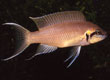 Neolamprologus brichardi