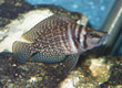Altolamprologus calvus