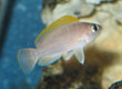 Lamprologus caudopunctatus