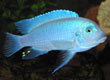 Metriaclima callainos (cobalt blue)