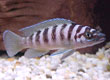 Neolamprologous cylindricus