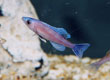 Cyprichromis leptosoma "Neon Head"