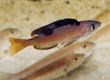 Cyprichromis microlepidotus