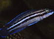 Julidochromis dickfeldi