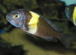 Tropheus duboisi  "Maswa"