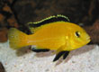 Labidochromis caeruleus (electric yellow)