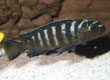 Pseudotropheus elongatus 'gold bar' Likoma Island - female