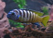 Pseudotropheus elongatus 'gold bar' Likoma Island