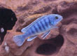 Labidochromis freibergi