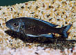 Ophthalmotilapia heterodonta