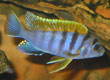 Labidochromis hongi 'Hongi Island'