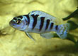 Metriaclima lombardoi - female