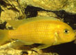 Metriaclima lombardoi
