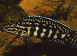 Julidochromis marlieri