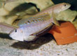 Enantiopus melanogenys