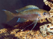 Ophthalmotilapia ventralis "Nkove"