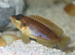 Lamprologus ocellatus 'Gold'