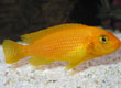 Metriaclima estherae "pulu point" - female