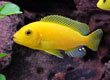 Metriaclima estherae "pulu point"