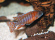 Aulonocara baenschi "Rubins Red"
