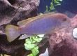 Iodotropheus sprengerae (rusty cichlid)