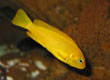 Pseudotropheus saulosi - female