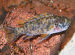 Labeotropheus trewavasae - female