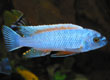 Labeotropheus trewavasae