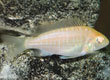 Aulonocara sp 'Albino Red Shoulder' - female