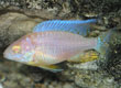 Aulonocara sp 'Albino Red Shoulder'