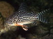 Corydoras sterbai