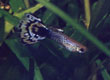 Guppy