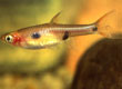 Rasbora maculata "spotted rasbora"