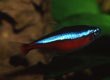 Paracheirodon axelrodi "cardinal tetra"