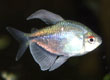 Moenkhausia pittieri "diamond tetra"