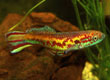 Aphyosemion occidentale