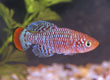 Nothobranchius rachovii