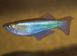 Procatopus aberrans
