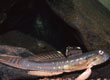 Arenigobius bifrenatus