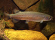 Galaxias truttaceus