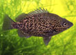 Hephaestus carbo "coal grunter"